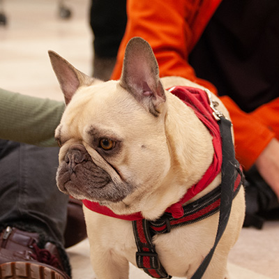 Therapy Dogs at STU